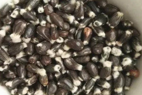 米兰怎么养殖，春秋两季每隔2-5天浇一次水