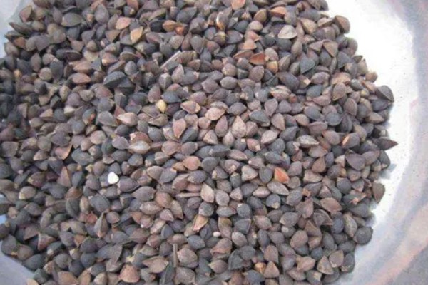 让小兰寿快速生长的方法，投喂蛋白质较多的饲料