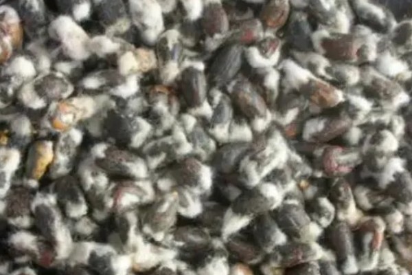 让小兰寿快速生长的方法，投喂蛋白质较多的饲料