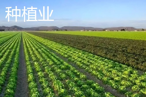 让小兰寿快速生长的方法，投喂蛋白质较多的饲料