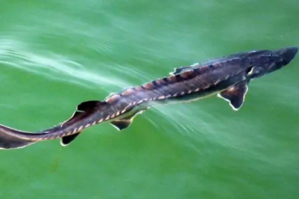 让小兰寿快速生长的方法，投喂蛋白质较多的饲料