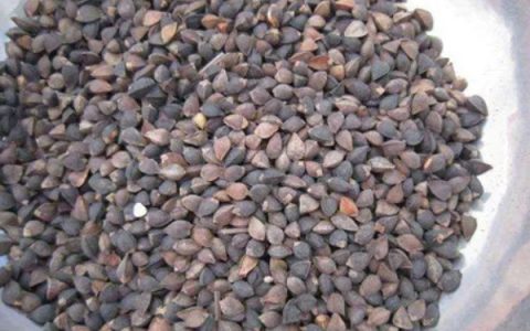 双色茉莉养殖方法，年末摆放在屋里养更添雅趣