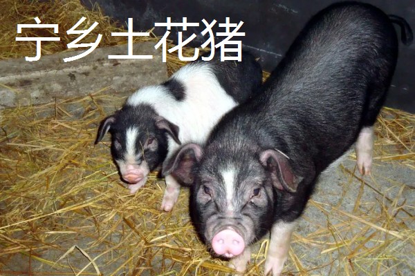 仔猪补铁应该注射哪个位置，一般是颈部和大腿内侧