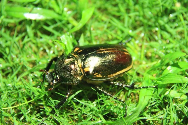 仔猪补铁应该注射哪个位置，一般是颈部和大腿内侧