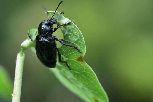 仔猪补铁应该注射哪个位置，一般是颈部和大腿内侧