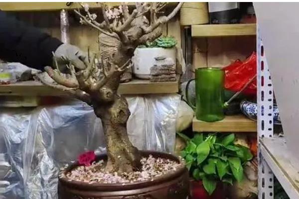 仔猪补铁应该注射哪个位置，一般是颈部和大腿内侧