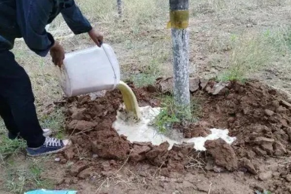 仔猪补铁应该注射哪个位置，一般是颈部和大腿内侧