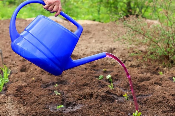 仔猪补铁应该注射哪个位置，一般是颈部和大腿内侧
