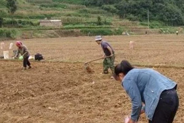 仔猪补铁应该注射哪个位置，一般是颈部和大腿内侧