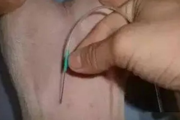 仔猪补铁应该注射哪个位置，一般是颈部和大腿内侧