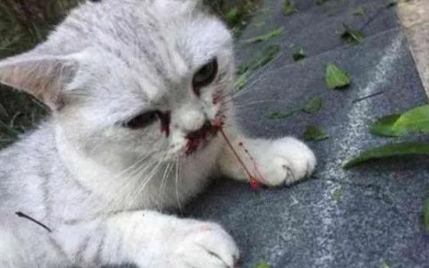 野生甲鱼二斤一般需要养几年，通常需要4年左右