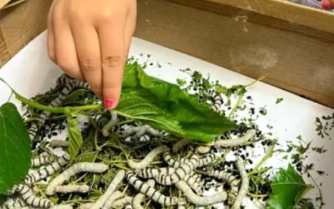 茶花的花语：寓意细心谦让、孤傲高洁等美好品质