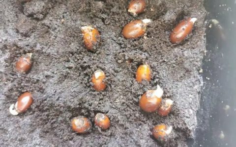 荔枝种植方法：每穴播种1-2粒，提高出苗率