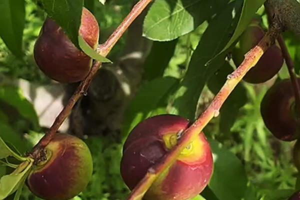 桃子套袋前的定果方法，遵循留优去劣的原则