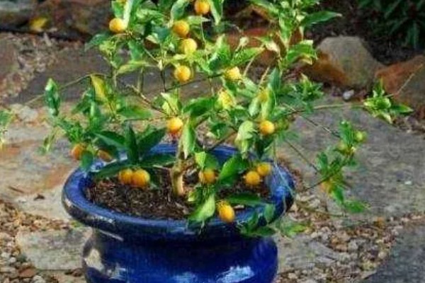 桃子套袋前的定果方法，遵循留优去劣的原则