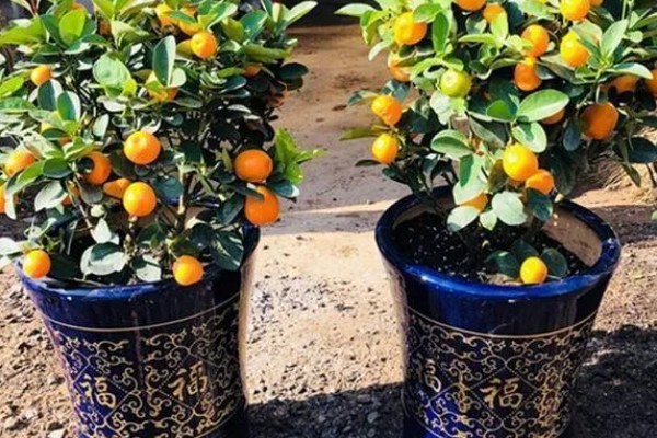 桃子套袋前的定果方法，遵循留优去劣的原则