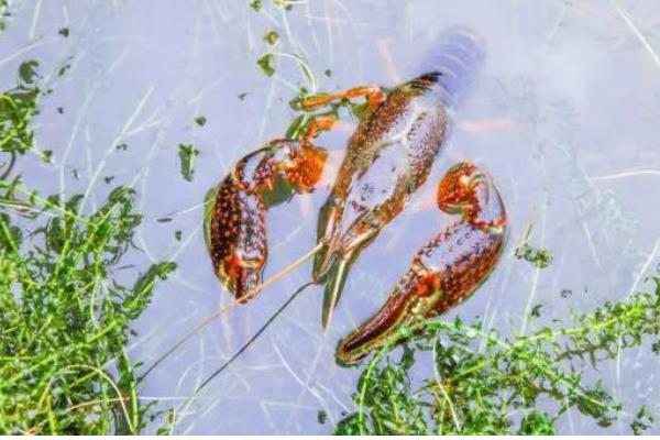 桃子套袋前的定果方法，遵循留优去劣的原则