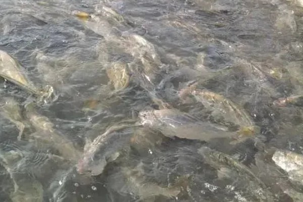 桃子套袋前的定果方法，遵循留优去劣的原则