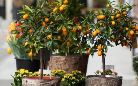 鳄龟适宜水温范围及保持方法