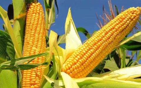 七合玉H81玉米种子简介及苗期地下害虫防治方法