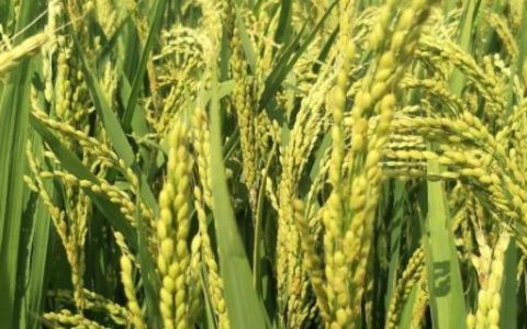 之两优9号水稻种子特征特性及亩有效穗13.9万的高产表现